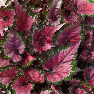 Rex Begonia Cherry Fields